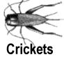 Jean Drayton's Research into the strange sexual behaviour of the black field cricket; Teleogryllus Commodus.
